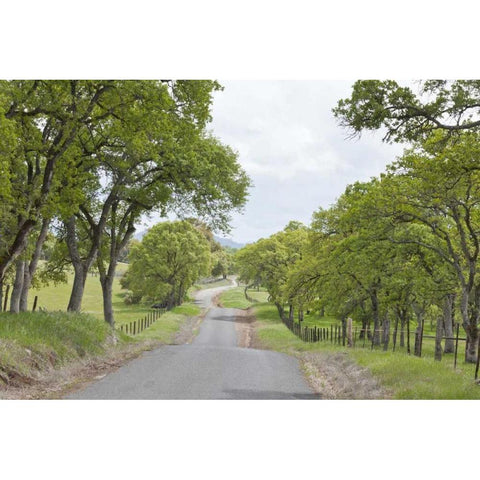 California, Chinese Camp Old Don Pedro Road Black Modern Wood Framed Art Print by Paulson, Don