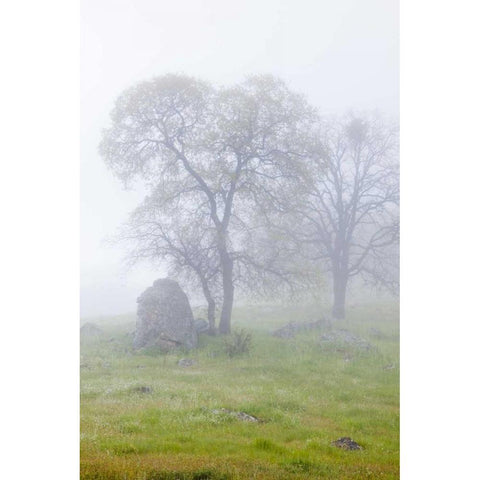 California, Bullion Mountain Oak trees in fog White Modern Wood Framed Art Print by Paulson, Don