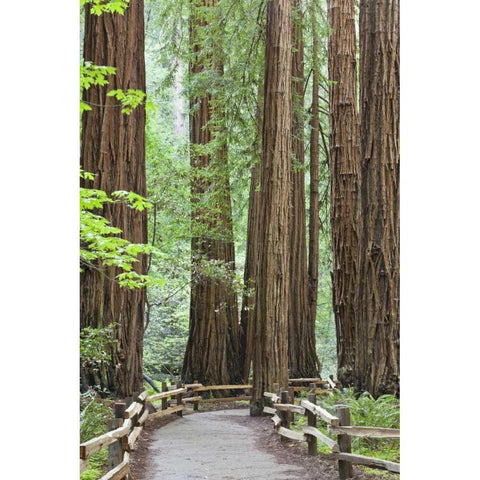 California Trail through Muir Woods NM in spring Black Modern Wood Framed Art Print by Paulson, Don