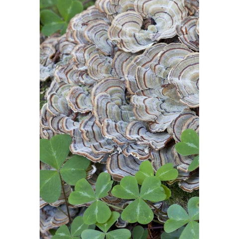 CA, Samuel P Taylor SP, Oxalis leaves and fungus Black Modern Wood Framed Art Print by Paulson, Don