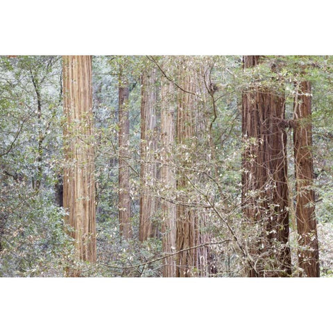 California Tres in Muir Woods NM in springtime Black Modern Wood Framed Art Print by Paulson, Don