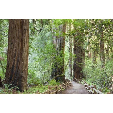California Trail through Muir Woods NM in spring Black Modern Wood Framed Art Print with Double Matting by Paulson, Don