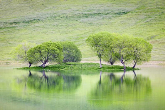 Image Only