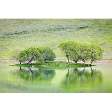 CA, Trees reflect in Black Butte Reservoir Gold Ornate Wood Framed Art Print with Double Matting by Paulson, Don