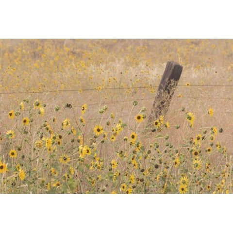 CA, Adin Barbed fence in field of sunflowers White Modern Wood Framed Art Print by Paulson, Don