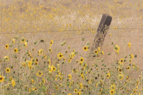 CA, Adin Barbed fence in field of sunflowers White Modern Wood Framed Art Print with Double Matting by Paulson, Don