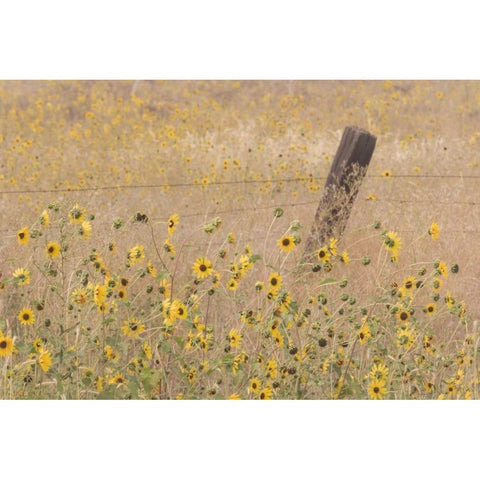 CA, Adin Barbed fence in field of sunflowers Black Modern Wood Framed Art Print by Paulson, Don