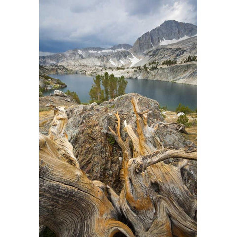 California, Inyo National Forest Steelhead Lake Gold Ornate Wood Framed Art Print with Double Matting by Paulson, Don