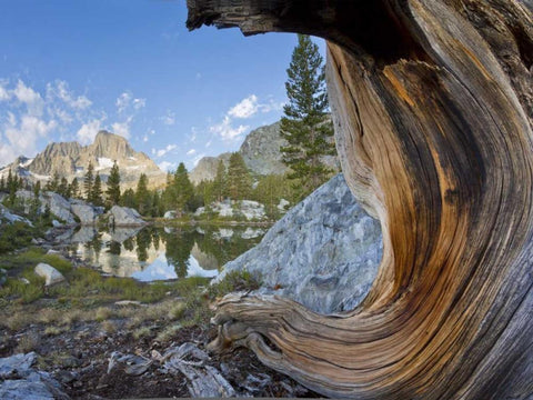 CA, Inyo NF, Garnet Lake Old pine and tarn Black Ornate Wood Framed Art Print with Double Matting by Paulson, Don