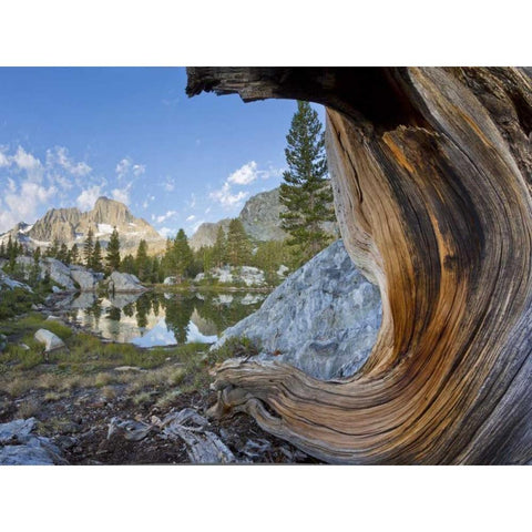 CA, Inyo NF, Garnet Lake Old pine and tarn Black Modern Wood Framed Art Print by Paulson, Don