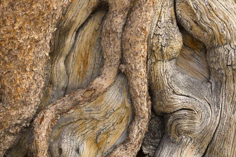 California, Inyo NF Gnarled pine tree trunk White Modern Wood Framed Art Print with Double Matting by Paulson, Don