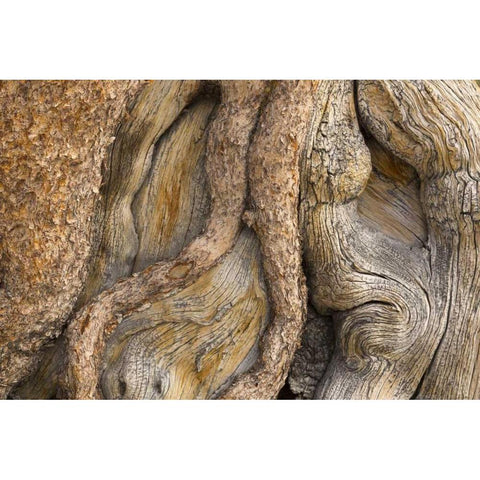 California, Inyo NF Gnarled pine tree trunk Black Modern Wood Framed Art Print with Double Matting by Paulson, Don