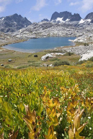CA, Inyo NF Field of flowers and Nydiver Lake Black Ornate Wood Framed Art Print with Double Matting by Paulson, Don