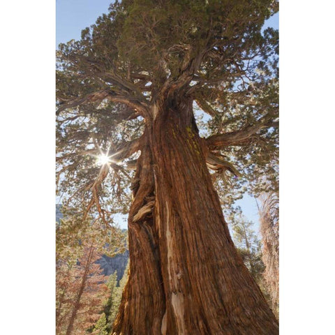 CA, Inyo NF Juniper tree on Shadow Lake trail Black Modern Wood Framed Art Print by Paulson, Don