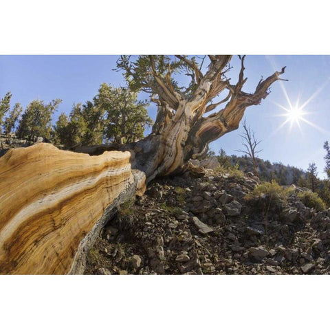 CA, Inyo NF Bristlecone pine tree in Pine Forest Black Modern Wood Framed Art Print by Paulson, Don