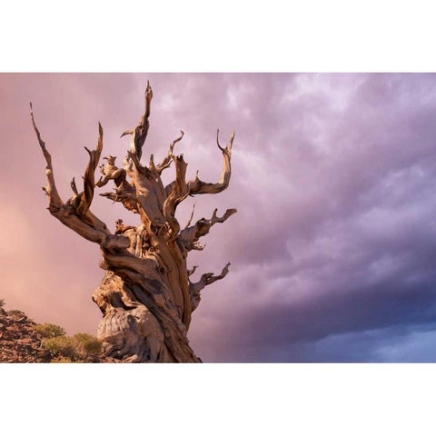 CA, Inyo NF, Bristlecone Forest The Sentinel White Modern Wood Framed Art Print by Paulson, Don
