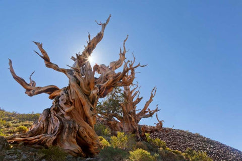 CA, Inyo NF, Bristlecone Forest The Sentinel Black Ornate Wood Framed Art Print with Double Matting by Paulson, Don