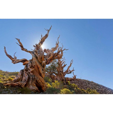 CA, Inyo NF, Bristlecone Forest The Sentinel Black Modern Wood Framed Art Print by Paulson, Don