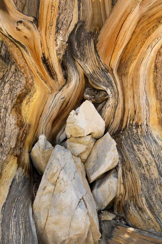 CA, Inyo NF Patterns in bristlecone pine wood White Modern Wood Framed Art Print with Double Matting by Paulson, Don