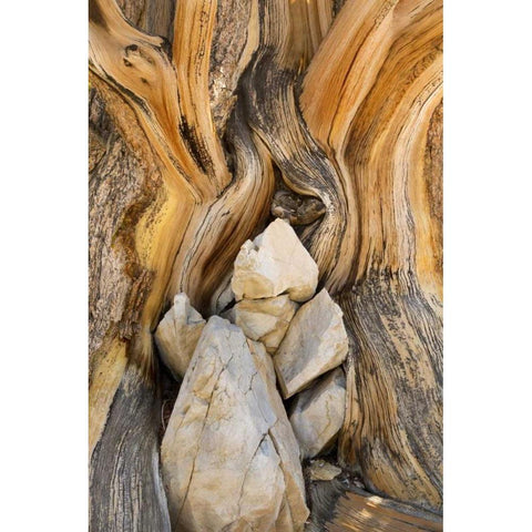 CA, Inyo NF Patterns in bristlecone pine wood Gold Ornate Wood Framed Art Print with Double Matting by Paulson, Don