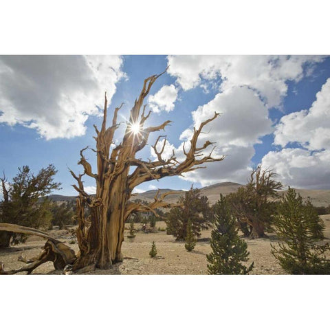 California, Inyo NF Bristlecone Pine Forest White Modern Wood Framed Art Print by Paulson, Don
