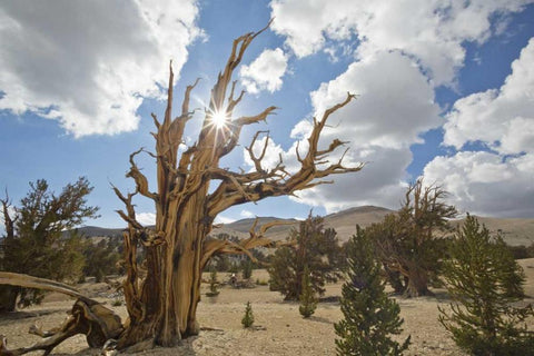 California, Inyo NF Bristlecone Pine Forest Black Ornate Wood Framed Art Print with Double Matting by Paulson, Don