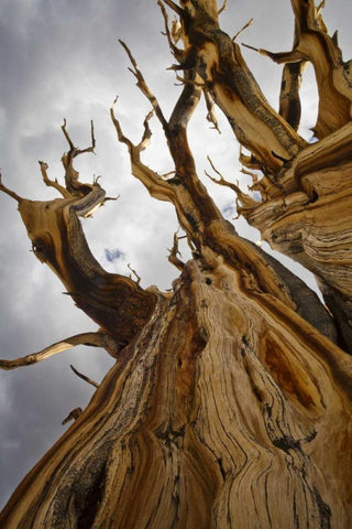 CA, Inyo NF  Ancient Bristlecone Pine Forest White Modern Wood Framed Art Print with Double Matting by Paulson, Don