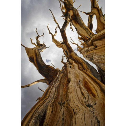 CA, Inyo NF  Ancient Bristlecone Pine Forest Black Modern Wood Framed Art Print by Paulson, Don
