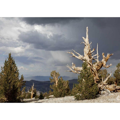 California, Inyo NF Bristlecone Pine Forest Gold Ornate Wood Framed Art Print with Double Matting by Paulson, Don