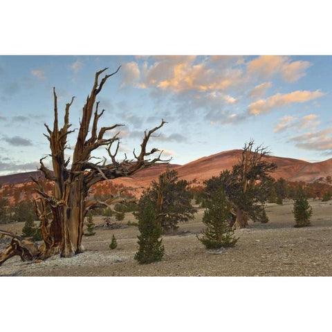 California, Inyo NF Bristlecone Pine Forest White Modern Wood Framed Art Print by Paulson, Don