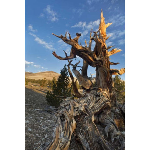CA, Inyo NF  Ancient Bristlecone Pine Forest Black Modern Wood Framed Art Print by Paulson, Don