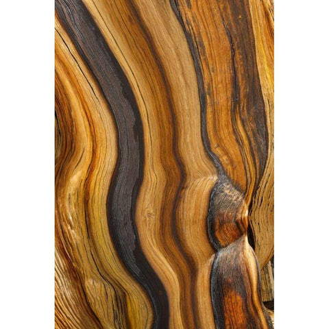 California, Inyo NF Patterns in bristlecone pine White Modern Wood Framed Art Print by Paulson, Don