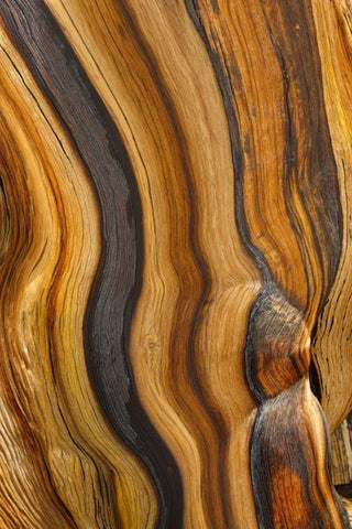 California, Inyo NF Patterns in bristlecone pine White Modern Wood Framed Art Print with Double Matting by Paulson, Don