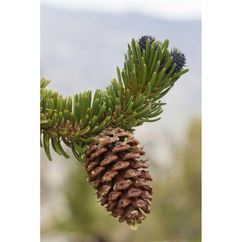 California, Inyo NF Bristlecone tree pine cone Black Modern Wood Framed Art Print by Paulson, Don