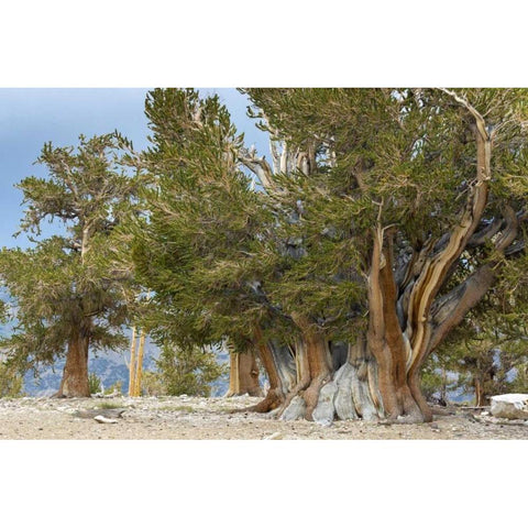 CA, Ancient Bristlecone Forest, The Patriarch White Modern Wood Framed Art Print by Paulson, Don