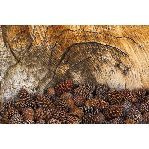 CA, Inyo NF Bristlecone pine cones Black Modern Wood Framed Art Print by Paulson, Don