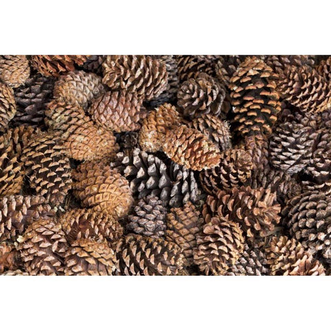 California, Inyo NF Bristlecone tree pine cones Black Modern Wood Framed Art Print with Double Matting by Paulson, Don
