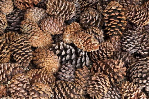 California, Inyo NF Bristlecone tree pine cones White Modern Wood Framed Art Print with Double Matting by Paulson, Don