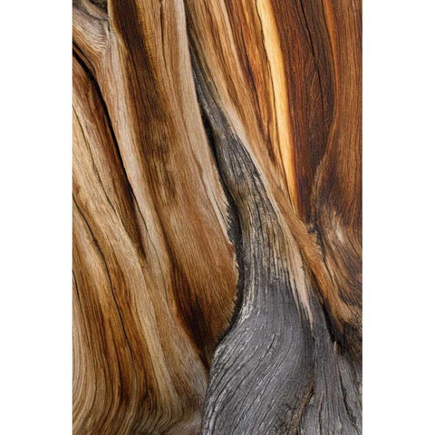 California, Inyo NF Patterns in bristlecone pine White Modern Wood Framed Art Print by Paulson, Don