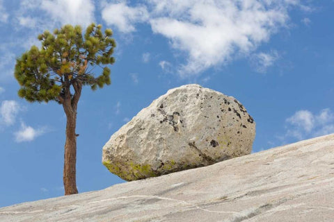 California, Yosemite NP Pine tree and boulder Black Ornate Wood Framed Art Print with Double Matting by Paulson, Don