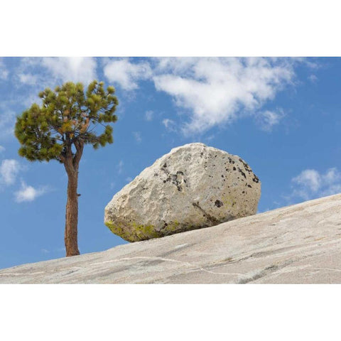 California, Yosemite NP Pine tree and boulder Black Modern Wood Framed Art Print by Paulson, Don