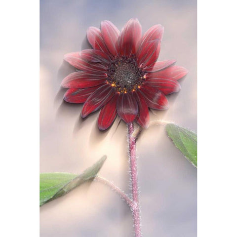 Hybrid sunflower blowing in the wind Black Modern Wood Framed Art Print by Talbot Frank, Christopher