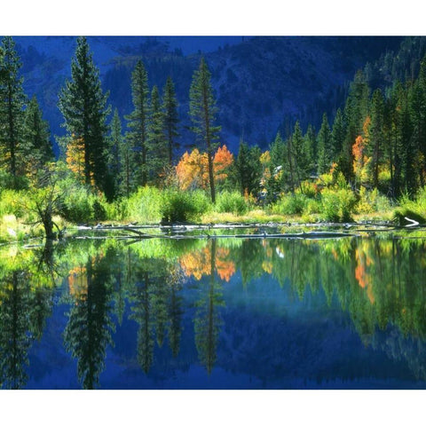 California, Sierra Nevada Mts, A beaver pond White Modern Wood Framed Art Print by Talbot Frank, Christopher