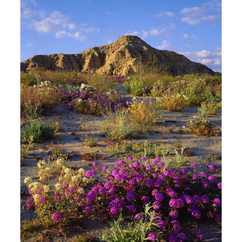California, Anza-Borrego A mix of flowers Black Modern Wood Framed Art Print with Double Matting by Talbot Frank, Christopher