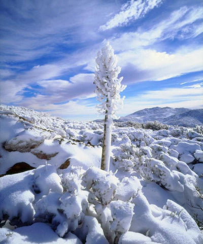 California, Anza-Borrego A snow covered yucca White Modern Wood Framed Art Print with Double Matting by Talbot Frank, Christopher