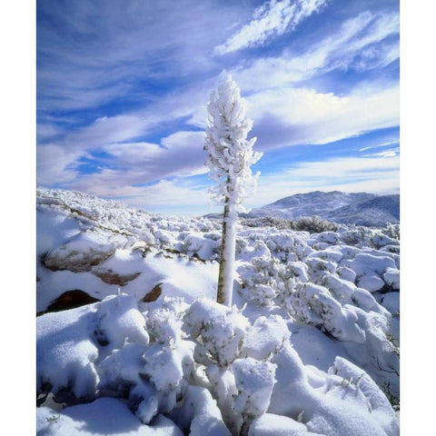 California, Anza-Borrego A snow covered yucca Black Modern Wood Framed Art Print by Talbot Frank, Christopher