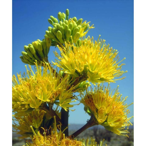 California, Anza-Borrego Desert SP Agave Flowers Black Modern Wood Framed Art Print by Talbot Frank, Christopher