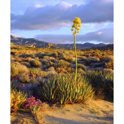 California, Anza-Borrego Desert SP Agave flowers Black Modern Wood Framed Art Print by Talbot Frank, Christopher