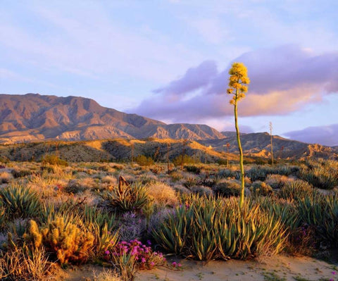 California, Anza-Borrego Desert SP Agave flowers White Modern Wood Framed Art Print with Double Matting by Talbot Frank, Christopher