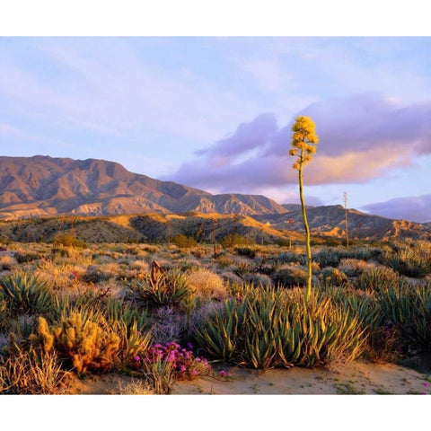California, Anza-Borrego Desert SP Agave flowers Black Modern Wood Framed Art Print with Double Matting by Talbot Frank, Christopher